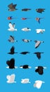 Various Bird Flying Sequence Cute Cartoon Vector Illustration Royalty Free Stock Photo