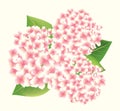 Beautiful Pink Hydrangeas isolated on cream background