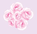 Beautiful Pink Roses isolated on pink background