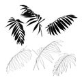 Hand drawn tropical summer design element: black and line palm tree leaves