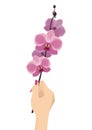 Beautiful Woman Hand Holding Orchid Flower Branch Vector Illustration Isolated on White Royalty Free Stock Photo