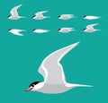 Tern Flying Animation Sequence Cartoon Vector Royalty Free Stock Photo