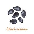 Black sesame. Vector illustration of heap of seeds.