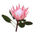 Exotic Africa protea flowers isolated.