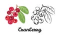 Cranberry black and white icon and color cartoon illustration of a red berry.