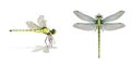 Dragonfly side view and top view and vector