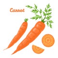 Carrot isolated. Vector illustration of fresh vegetable and slice Royalty Free Stock Photo