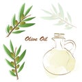 Olive oil advertisement - olive tree vector - bottle with olive oil vector