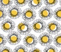 Sunflawer seamless pattern Royalty Free Stock Photo