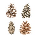 Pine Cone watercolor collection on white background Hand drawn painting