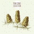 Brown pine cones on yellow background