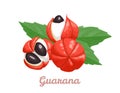 Guarana isolated. Vector illustration of superfood fruit