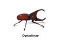 Dynastinae vector on white background isolated