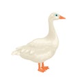 Goose isolated. Vector illustration of domestic farm bird