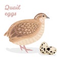 Quail bird and eggs isolated