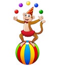 Circus monkey while juggling balls Royalty Free Stock Photo