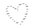 Flying birds silhouettes in shape of a heart, vector. Flying birds illustration. Minimalist poster design isolated Royalty Free Stock Photo