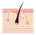 Section of the skin and sweat glands. vector illustration.