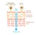 Sectional view of the skin. illustration of damaged skin.