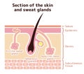 Section of the skin and sweat glands. vector illustration.
