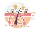 Cause of body odor vector illustration / circle type / japanese