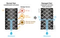 Comparison illustration of healthy hair and damaged hair.