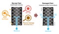 Comparison illustration of healthy hair and damaged hair.