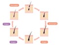 Normal hair cycle illustration
