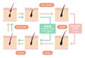 Comparative illustration of normal hair cycle and AGA Royalty Free Stock Photo