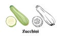 Zucchini vector illustration. Color image and black and white outline of squash whole and slice.