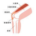 Knee joint section illustration  / Japanese Royalty Free Stock Photo