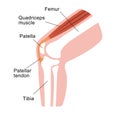 Knee joint section illustration  / English Royalty Free Stock Photo