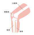 Knee joint section illustration  / Japanese Royalty Free Stock Photo