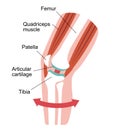 Mechanism and causes of knee joint pain / English
