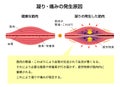 Process of muscle`s stiffness and pain / Japanese