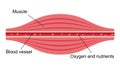 Flat illustration of muscle and vessel / English