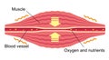 Flat illustration of muscle and vessel / English