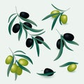 Olive realistic branches set with black and green olives Royalty Free Stock Photo
