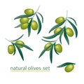 Olive green realistic branches set Royalty Free Stock Photo