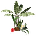 Tropical palm bananas tree, coconut,  red hibiscus flower composition over white background. Royalty Free Stock Photo