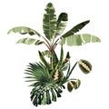 Tropical palm bananas tree and exotic leaves composition over white background. Royalty Free Stock Photo