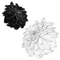 Sketch Floral Botany Collection. Dahlia flower drawings. Black and white with line art on white backgrounds.