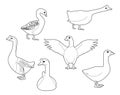 Domestic Goose Cute Cartoon Vector Coloring Book