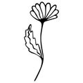 Black white camomile flower isolated. Hand-drawn item for coloring.