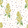 Seamless pattern with tricolor quinoa grains and plant isolated on white background.