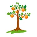 Orange tree vector illustration Royalty Free Stock Photo