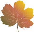 Autumn vector maple leaf