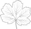 Maple black outline leaf Royalty Free Stock Photo