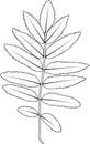 Black and white outline leaf Royalty Free Stock Photo