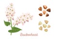 Branch of flowering buckwheat, Fried and Green Buckwheat Grains isolated on white background.